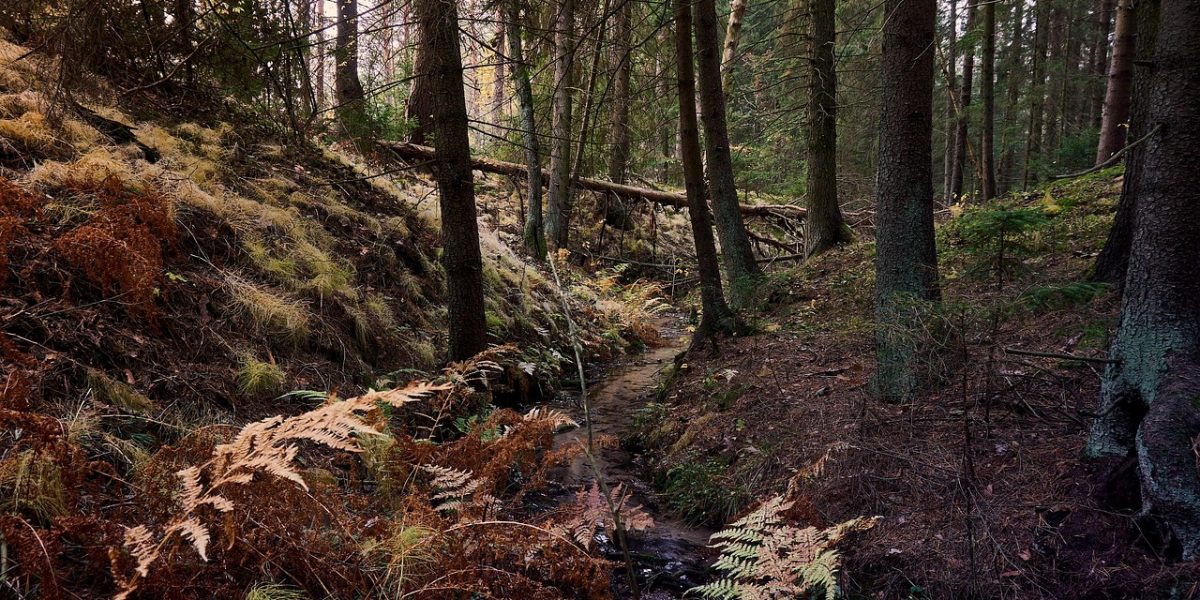 fores, fantasy, summer, dream, nature, landscape, romantic, green, magic, meditation, atmospheric, brown meditation, brown dream, brown magic, fores, fores, fores, fores, fores